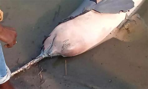 2024: Dams, Mining, Construction Damaging Gangetic Dolphin Habitats ...