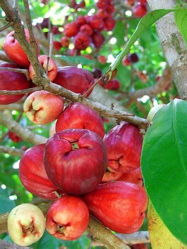 Arlo Gardens Rare Plant From Kerala " Dwarf Red Water Apple Malay Apple ...