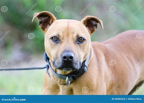 What Is A Pit Bull Terrier Mix
