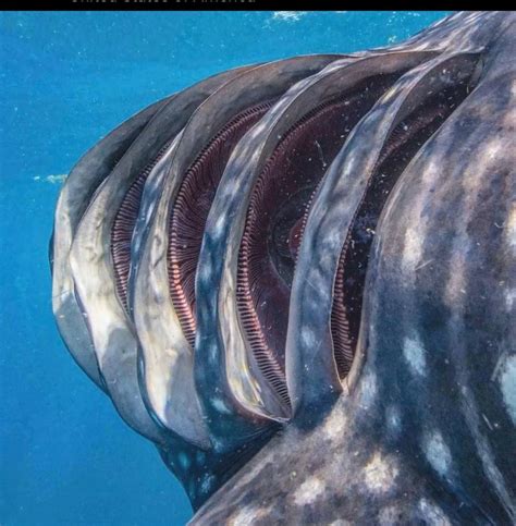 The inside of a whale shark's gills : r/marinebiology
