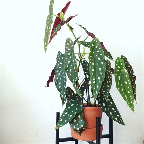 Cool Unique House Plants at Adelina Simmons blog