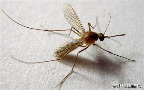 花蚊子来到中国并没有多少年，但人们已无法乘凉，这么厉害吗？ - 知乎