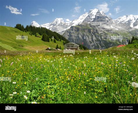 Flower meadows in Blumental, above the village of Murren, Bernese ...