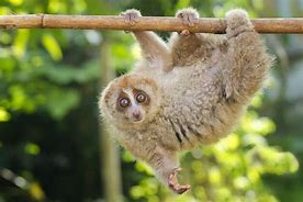 Image result for Baby Pygmy Loris