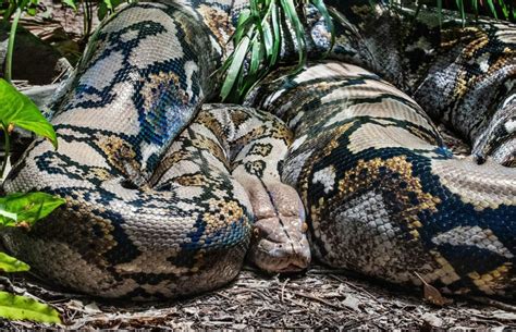 Programme En Python Exemple 的图像结果