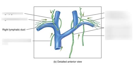 Image result for Lymph Trunk Function