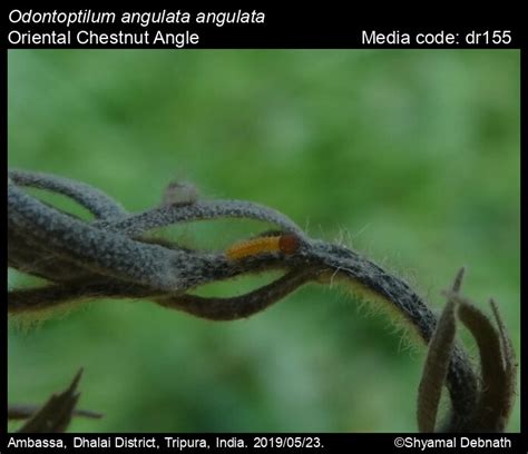Odontoptilum angulata | Butterfly