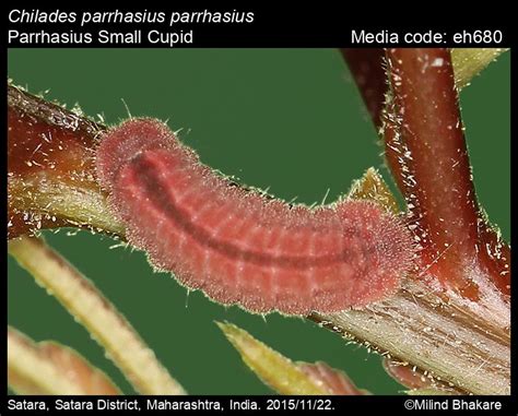 Chilades parrhasius | Butterfly