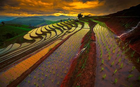 Sunset Over Thailand's Mountain Rice Terraces – Stunning HD Landscape