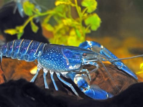 Blue Lobsters Pregnant