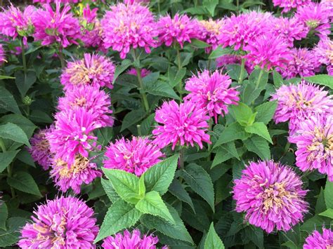 Petite Delight Bee-Balm - Jeffries Nurseries
