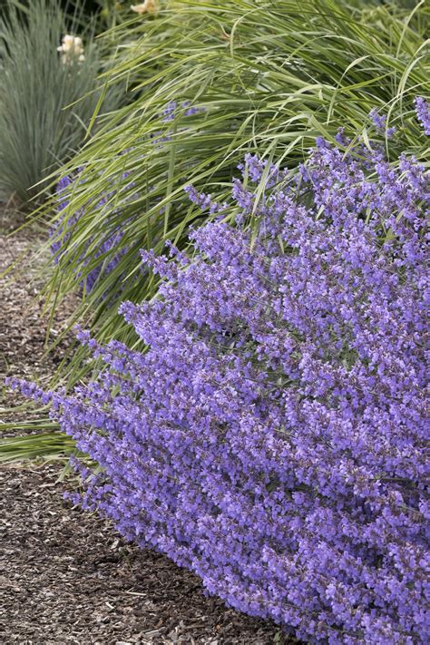 Junior Walker™ Catmint, Nepeta x faassenii 'Novanepjun' PP #23,074