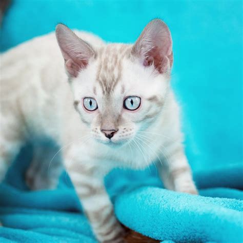 Bengal Kittens & Cats for Sale Near Me | Wild & Sweet Bengals | Bengal ...