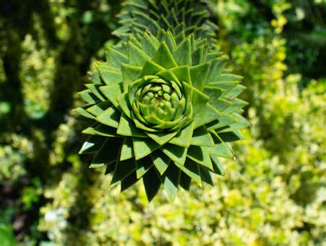 Image result for Understanding Patterns