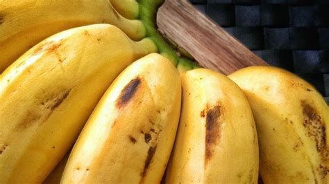 Image result for Banana Butter Ball Python