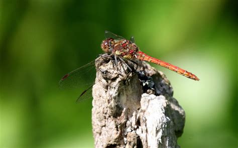 ERCCIS Dragonfly Workshop, Breney Common, Bodmin, 27 June 2024 | AllEvents