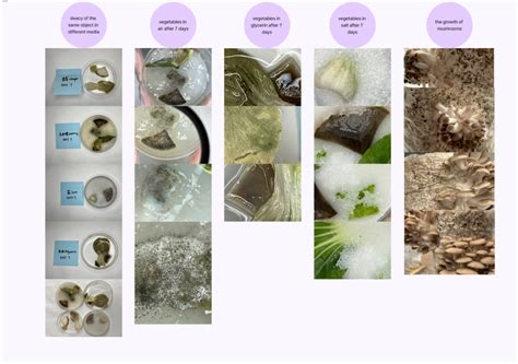 Life Cycle Timer 的图像结果