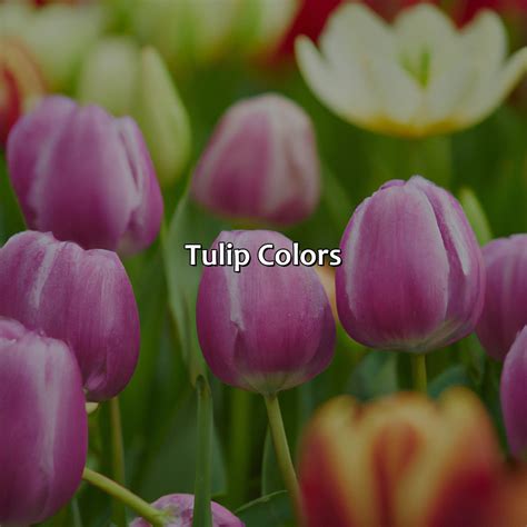 What Color Is A Tulip - colorscombo.com
