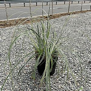 Image result for Upstream O2 Sensor Graph