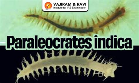 Conocarpus Tree, Geographical Distribution, Latest News