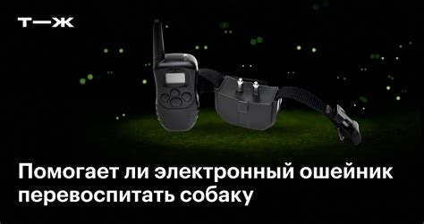 Электроошейник: плюсы и минусы ЭШО, отзывы кинологов