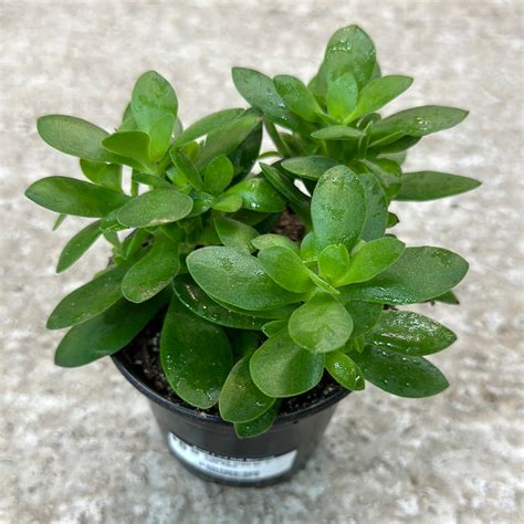 Crassula ovata sp. 4" - Jade Plant - www.greenthumbgear.com