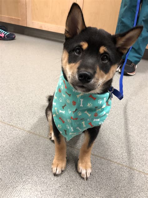 Freeport Veterinary Hospital – Freeport, ME