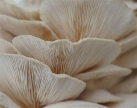 Silver Oak Hydroponic Agro Lab - A Grade Oyster Mushroom Manufacturer ...