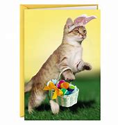 Image result for Cute Cat with Bunny Ears