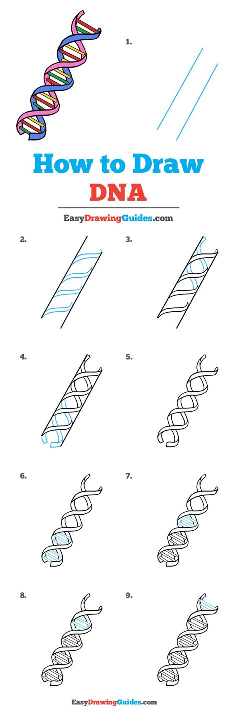 DNA Model Drawing 的图像结果