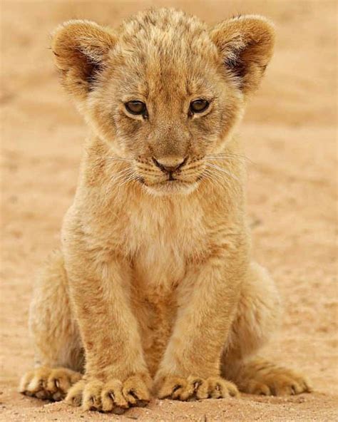 Wildlife Animals & Nature — . Cute Lion Cub. Photography by @ (Johann...