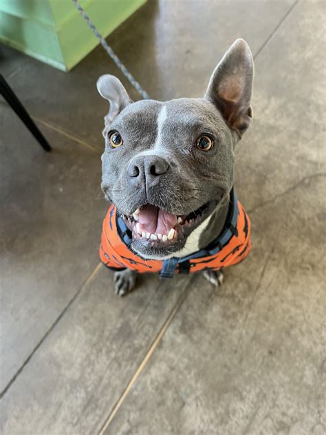 Image result for Terrifying Pit Bull