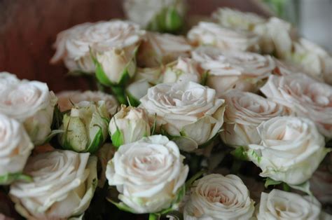 A bunch of white roses in a wooden bowl photo – Free Flower bouquet ...