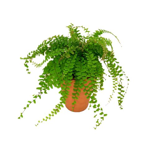 Buy Fern Plants Online at best price in India