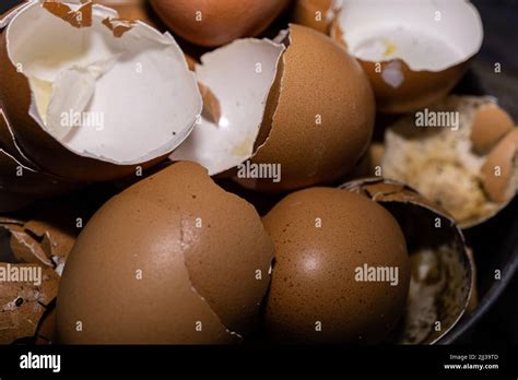 Image result for Egg Shell Recycle