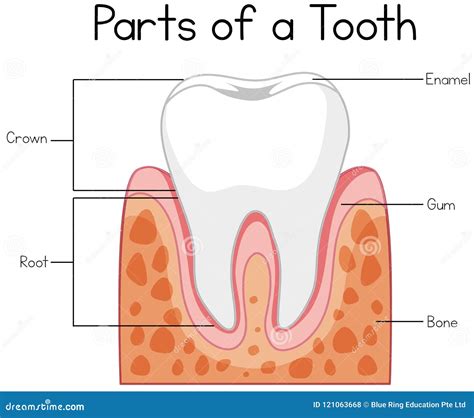 Image result for Tooth Diagram