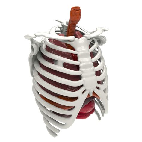 Buy Be Amazing! Toys Interactive Human Body - 60 Piece Fully Poseable ...