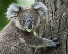 koala 的图像结果