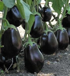 rmd Brinjal Round Seed Price in India - Buy rmd Brinjal Round Seed ...