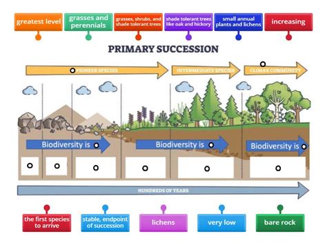 Primary Succession - Labelled diagram