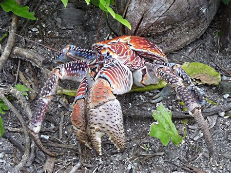 A coconut crab at Palmyra Atoll National Wildlife Refuge in the Pacific ...
