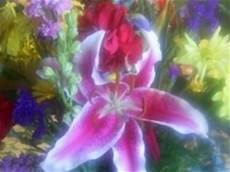 significato fiori giglio significato giglio significato fiori giglio linguaggio significato fiori giglio significato giglio significato fiori giglio linguaggio