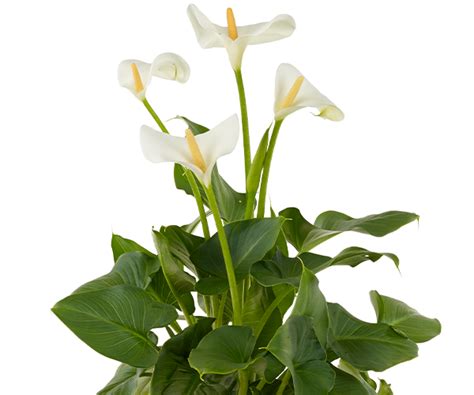 Zantedeschia aethiopica (Arum Lily) – FTLON