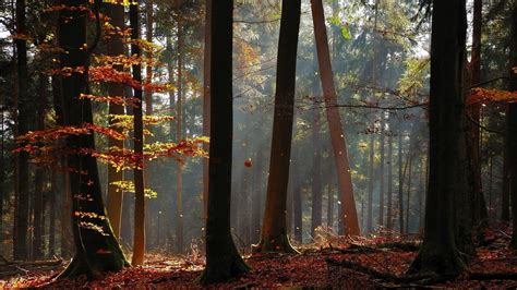 tree trunk, tranquility, leaf, day, beauty in nature, leaves, fall ...