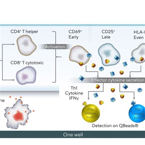 Cytotoxic T-cell Activation 的图像结果