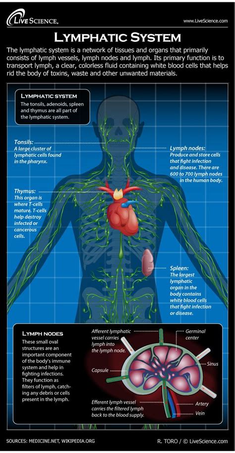 Lymphatic System Process 的图像结果