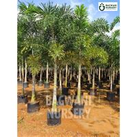 Buy Foxtail Palm Tree Online | Wodyetia Bifurcata | Bagwani Nursery