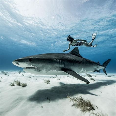 Девушка из Австралии с 12-ти лет плавает с акулами « FotoRelax | Shark ...