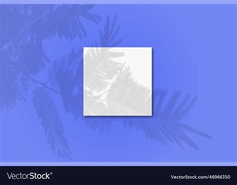 Natural light casts shadows from the tui branch Vector Image