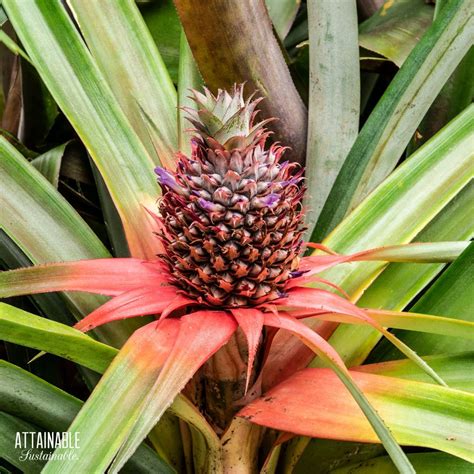 How to Grow a Pineapple (Hint: It's EASY!)